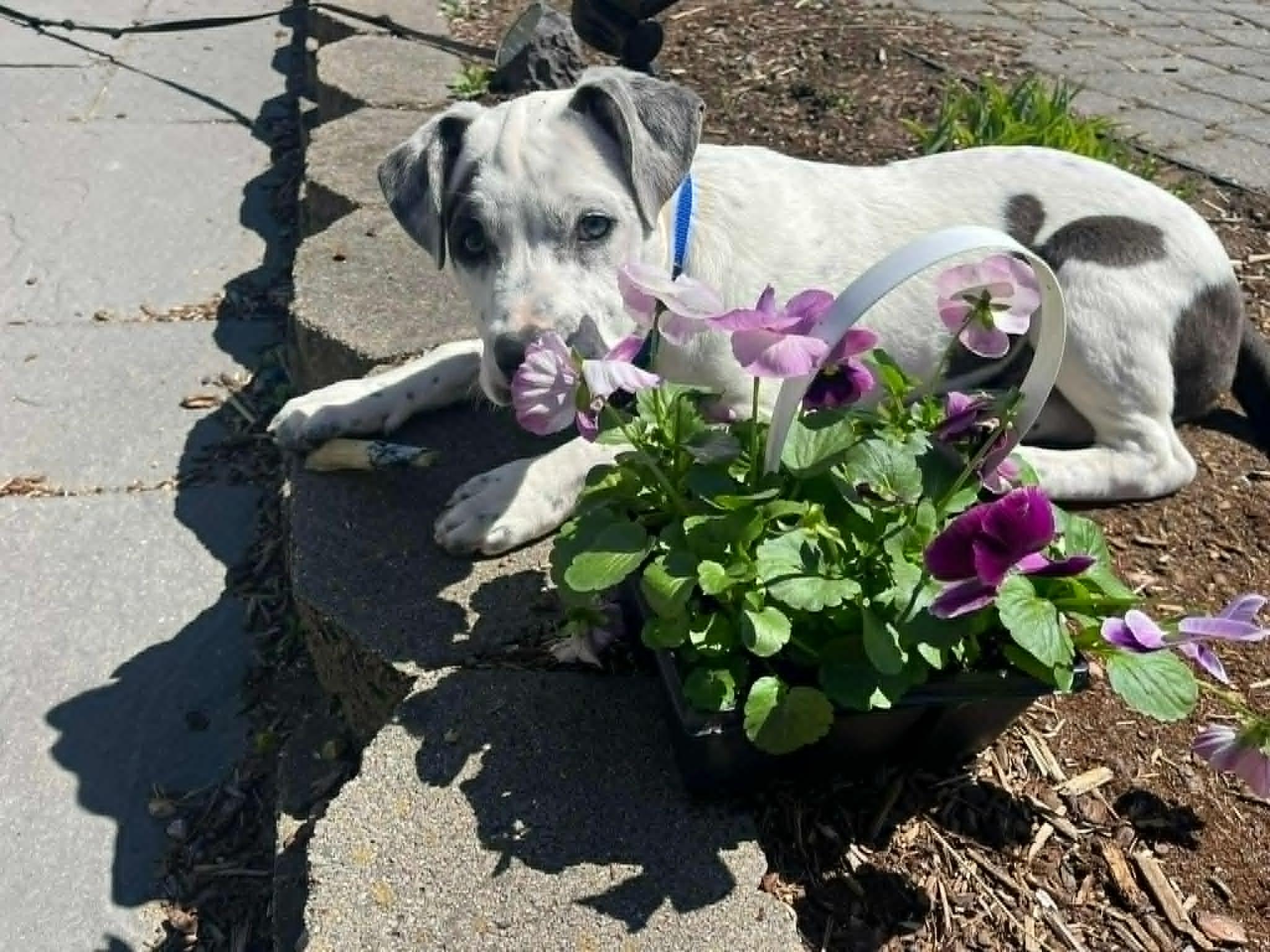 Enlarge Ip, an adopted mixed breed in Billerica, MA image 3/4