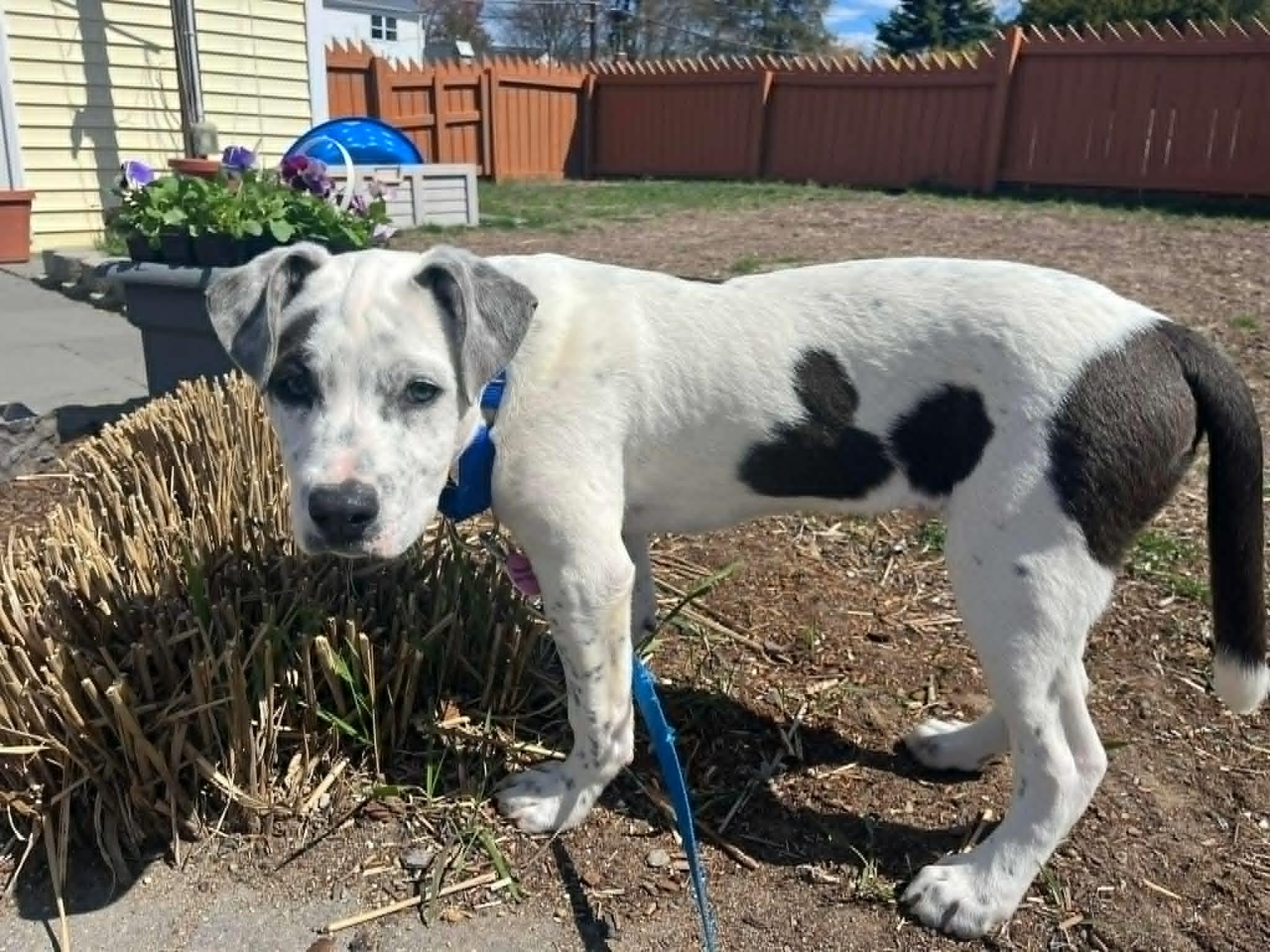 Enlarge Ip, an adopted mixed breed in Billerica, MA image 2/4