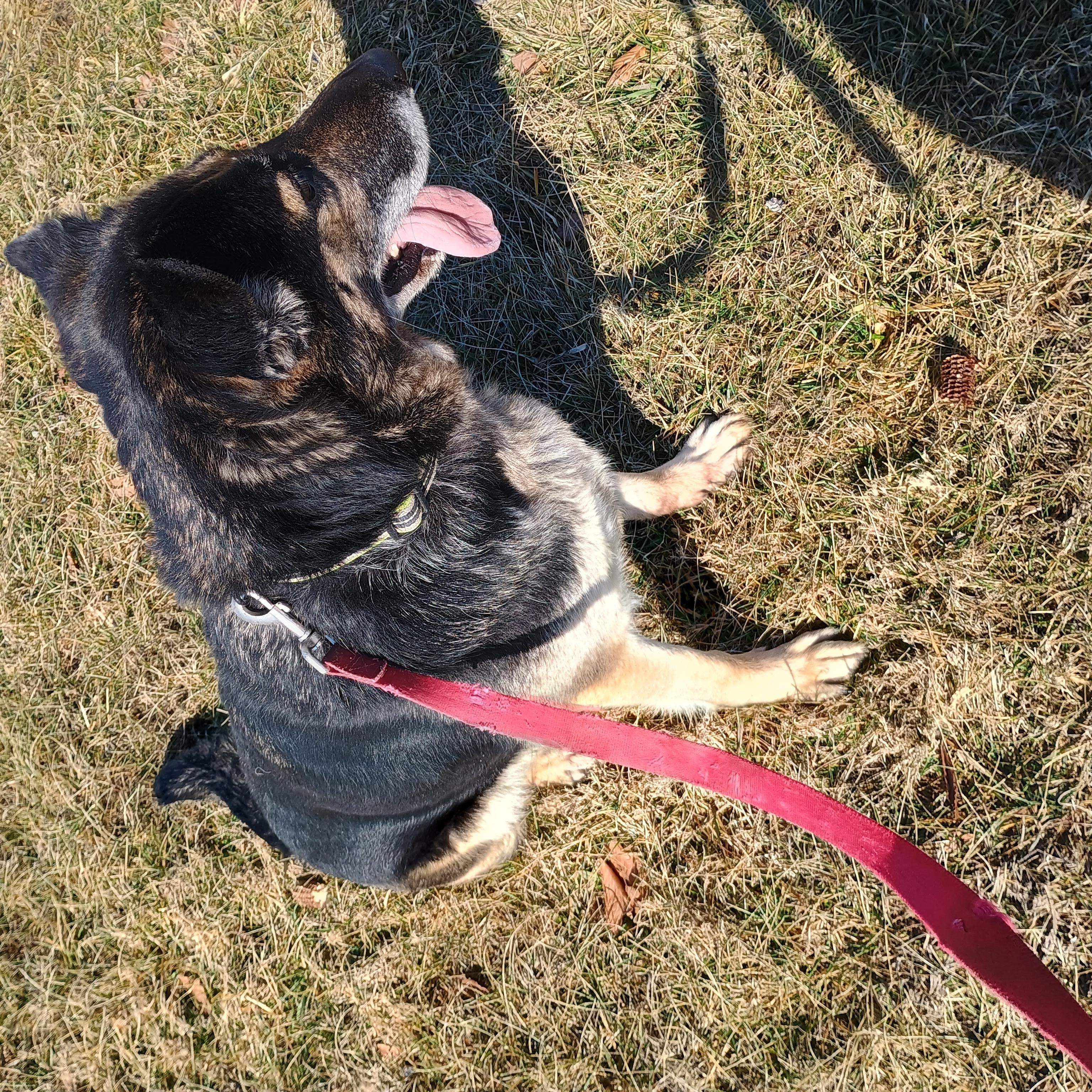 Enlarge Mocha, a ADOPTABLE German Shepherd Dog in Liberty, IN image 3/3