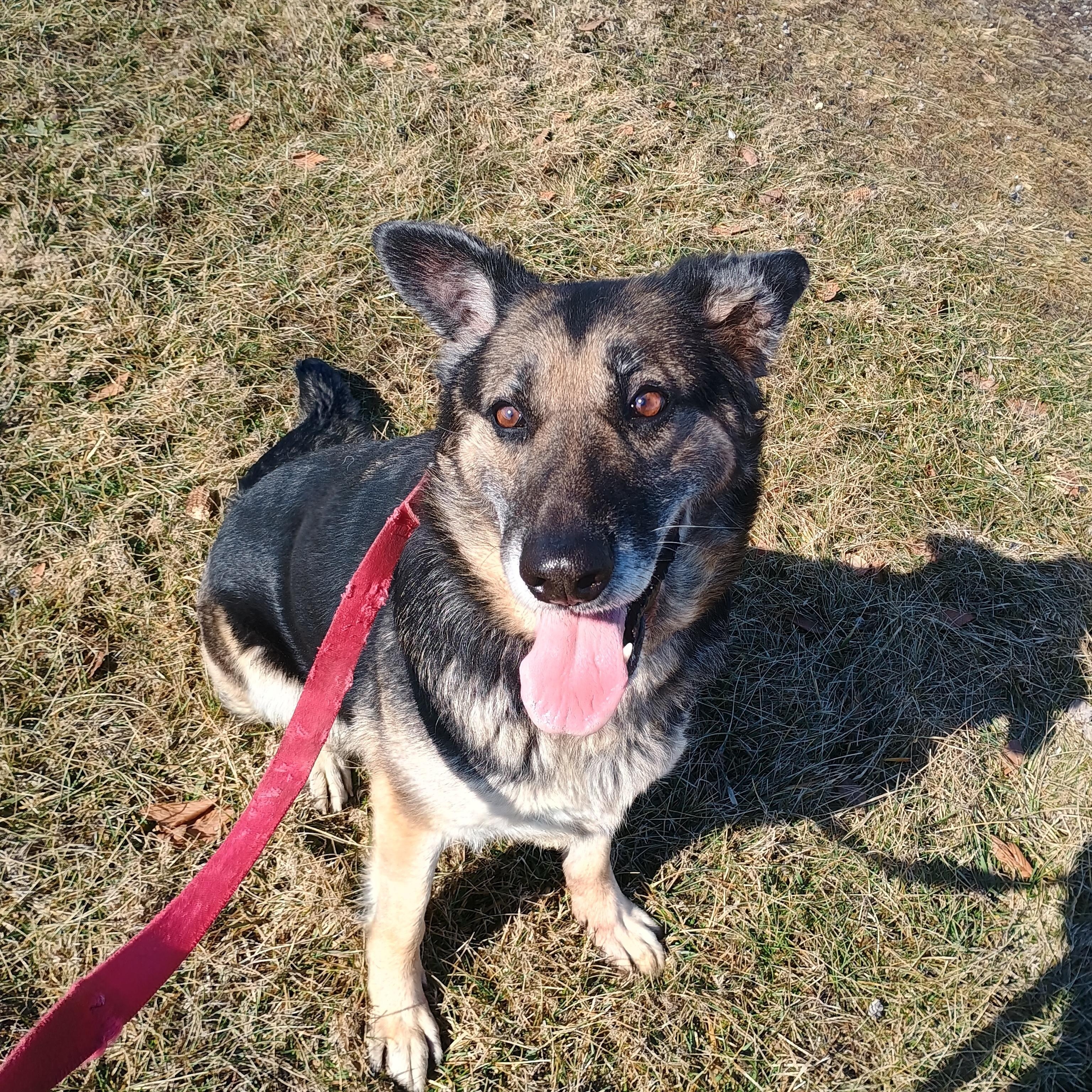 Enlarge Mocha, a ADOPTABLE German Shepherd Dog in Liberty, IN image 2/3