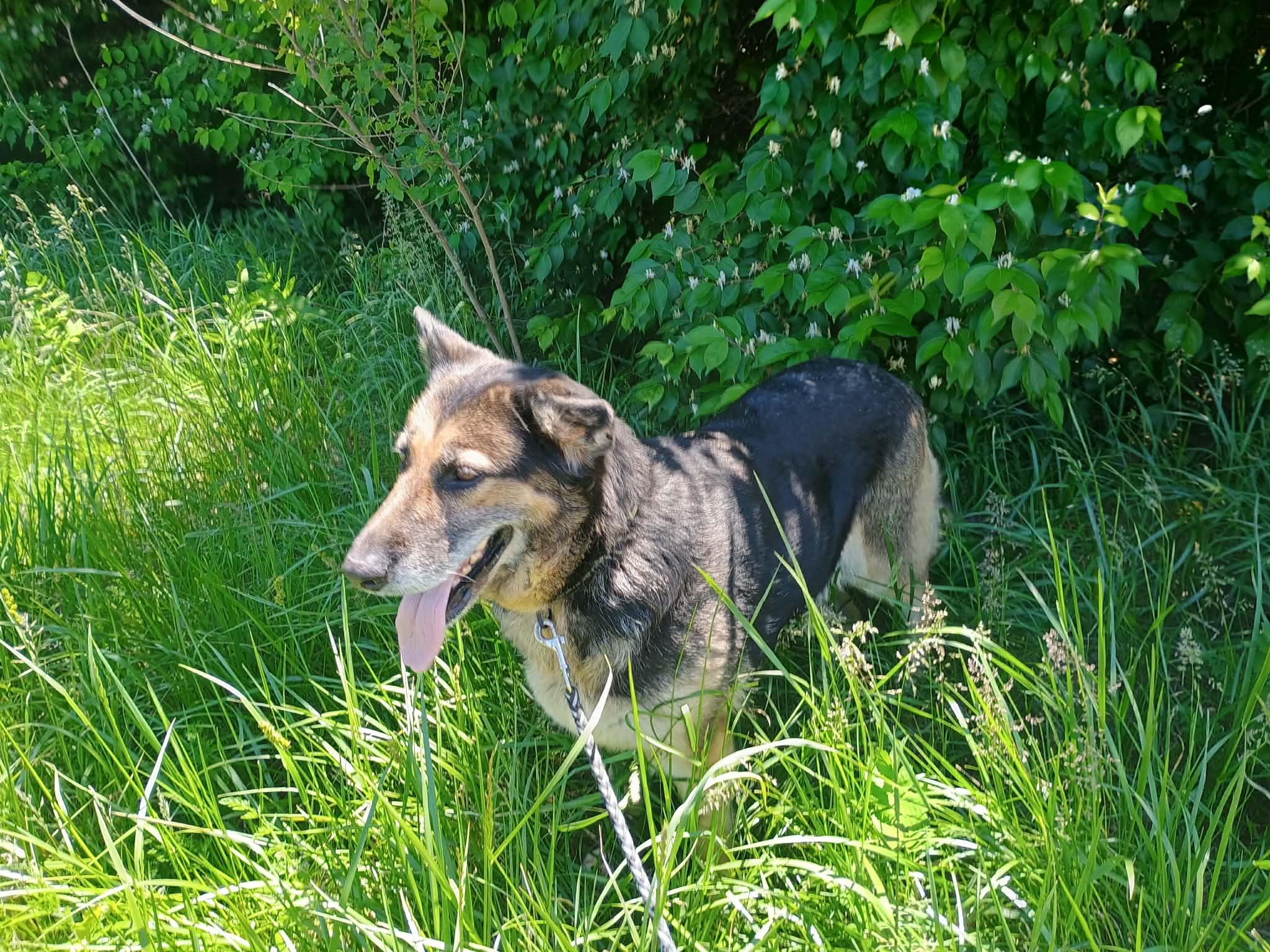 Enlarge Mocha, a ADOPTABLE German Shepherd Dog in Liberty, IN image 4/5