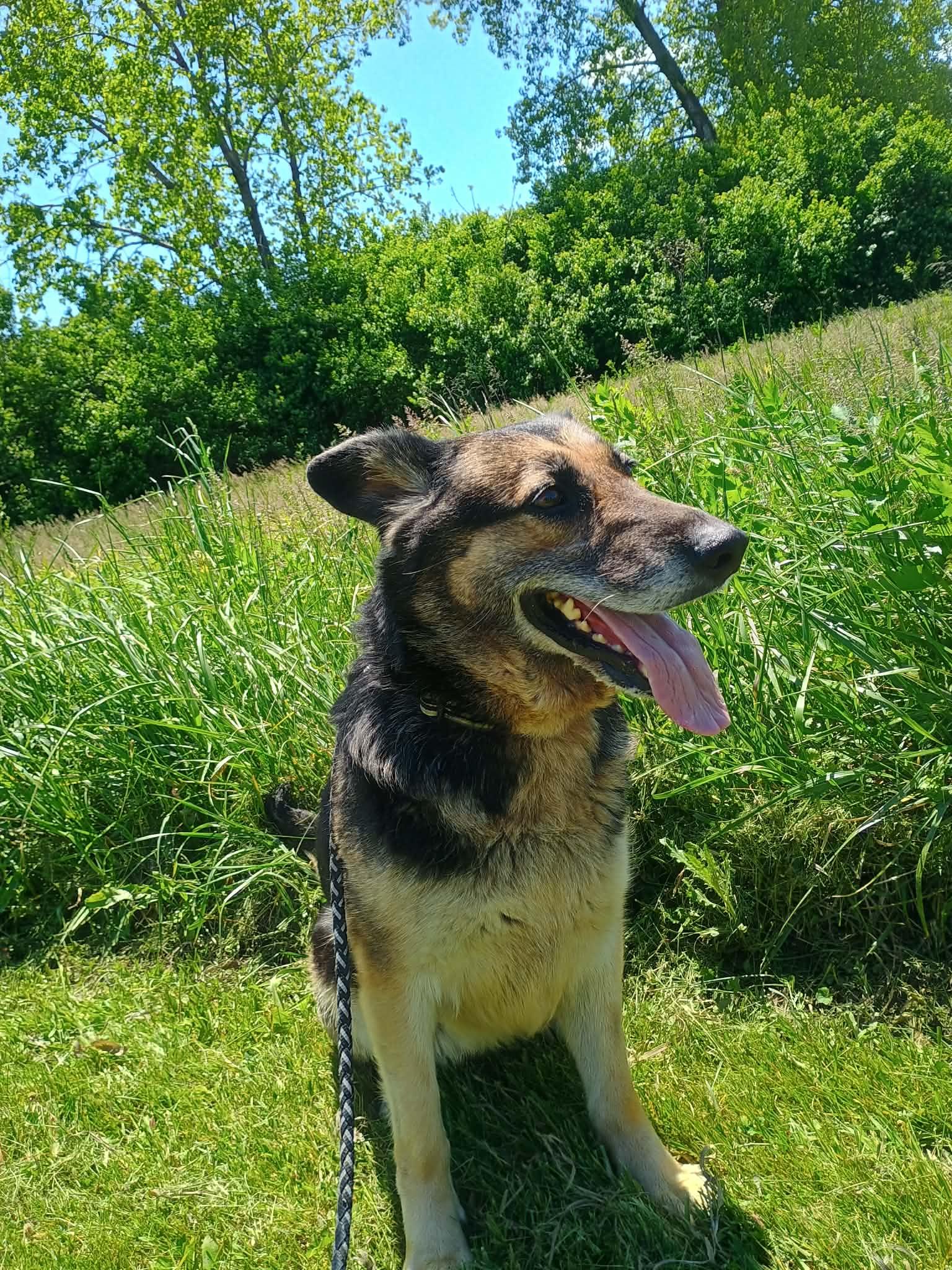 Enlarge Mocha, a ADOPTABLE German Shepherd Dog in Liberty, IN image 3/5