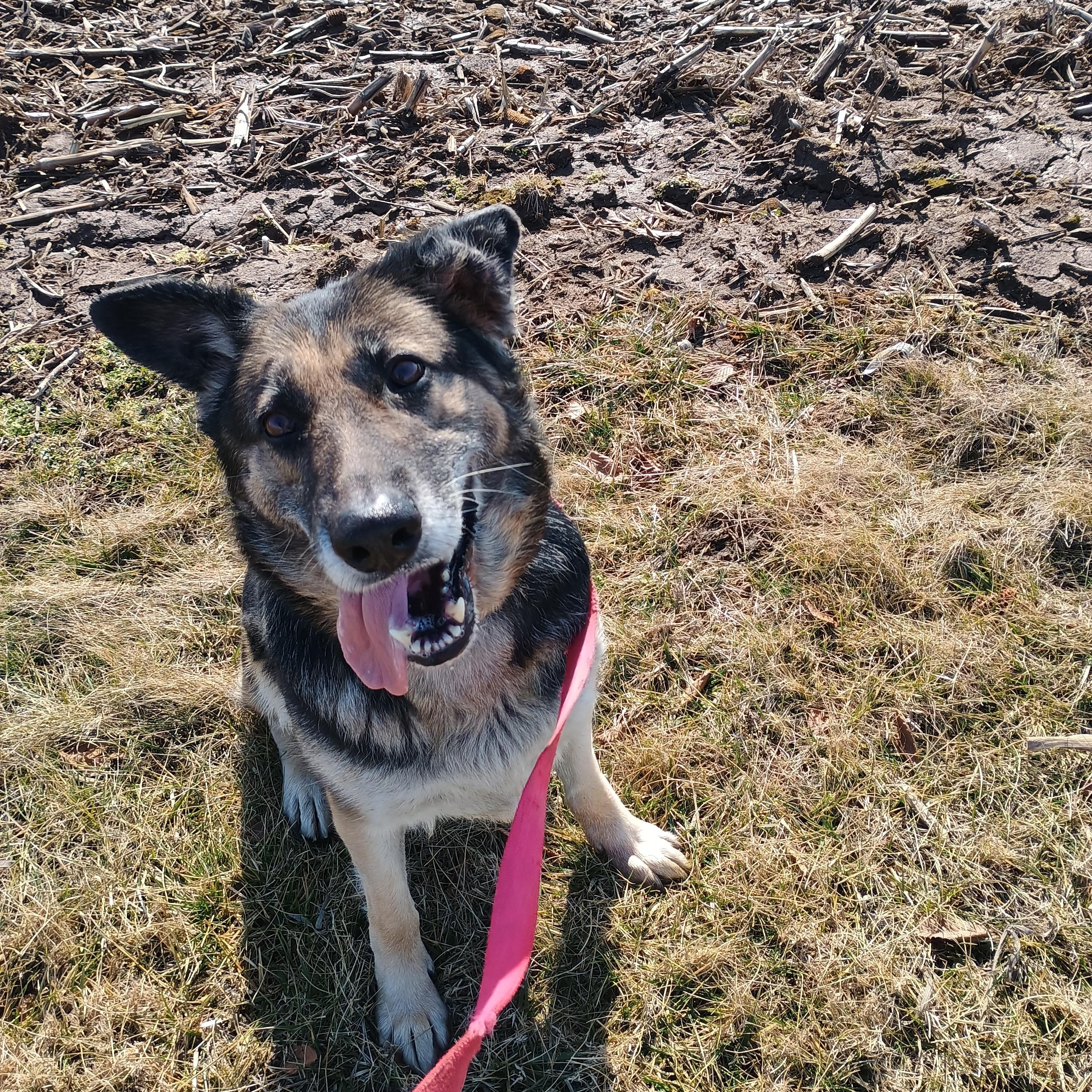Mocha, ADOPTABLE, Adult Female German Shepherd Dog.