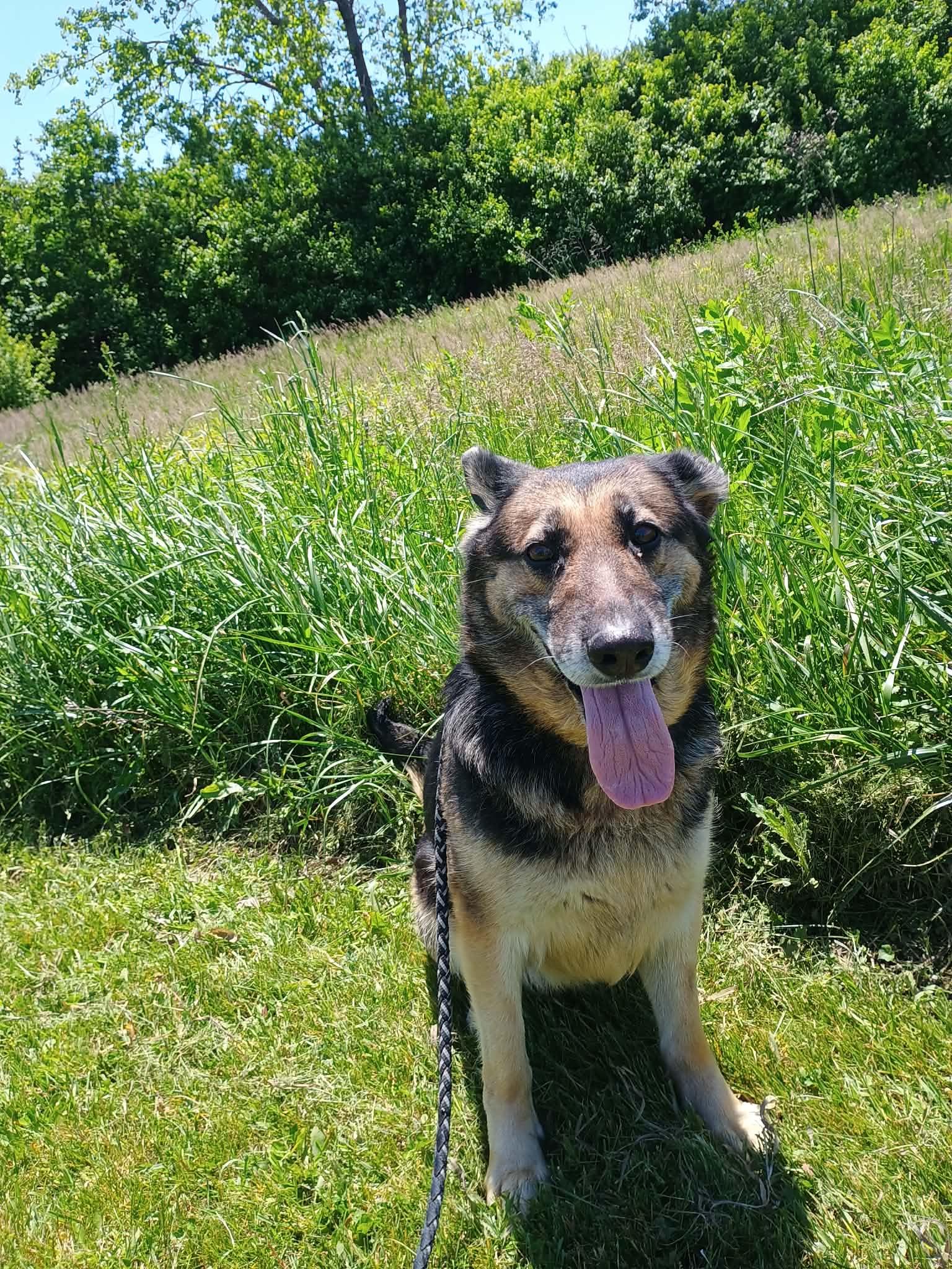 Enlarge Mocha, a ADOPTABLE German Shepherd Dog in Liberty, IN image 5/5
