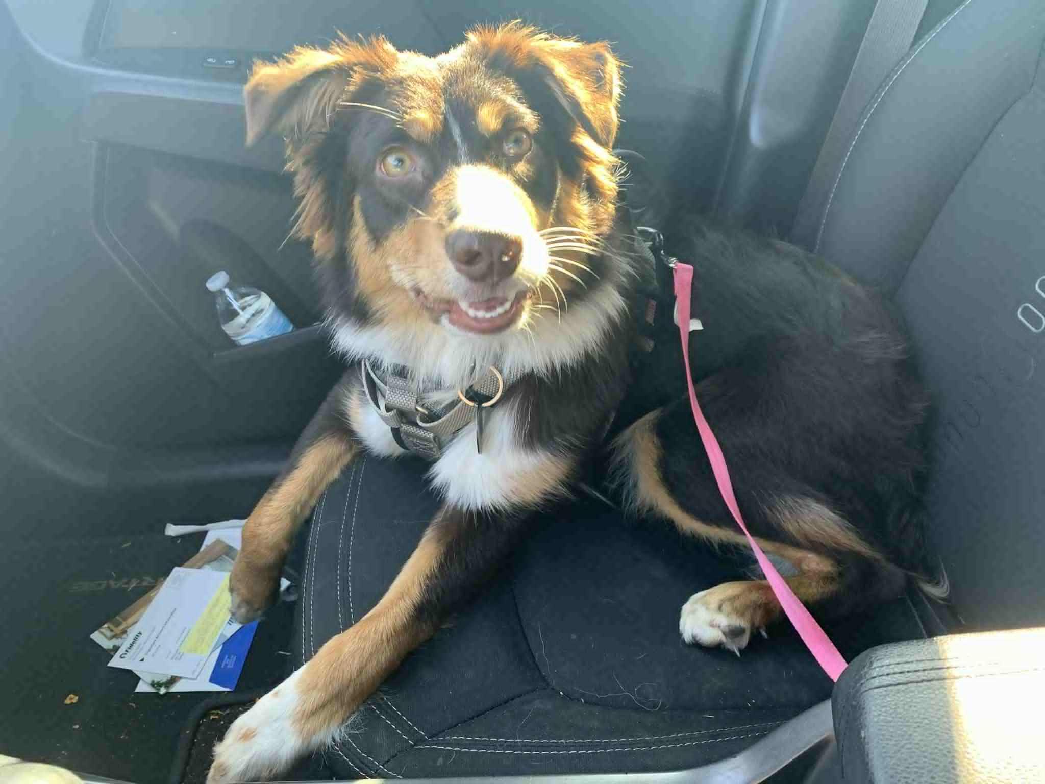 Bibbi, Adult Female unknown