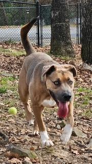 Marco, Adoptable, Adult Male Black Mouth Cur & Shepherd.