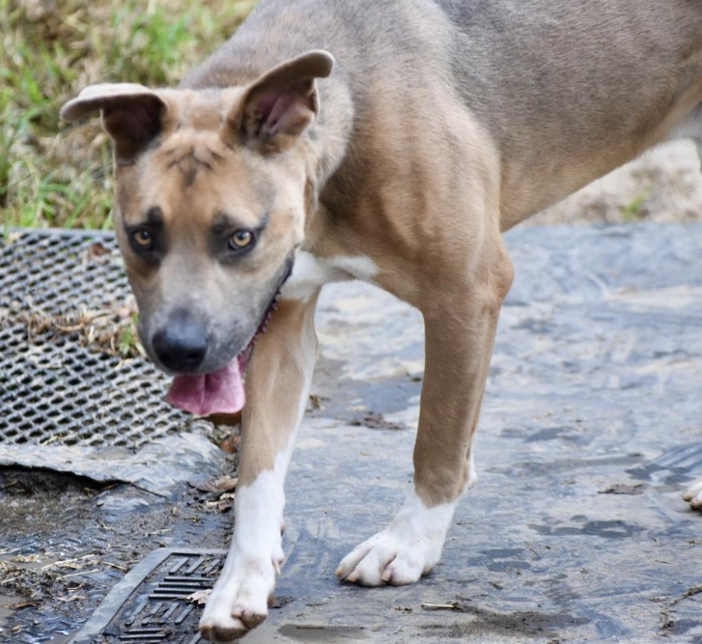 Enlarge Marco, a Adoptable mixed breed in Sherwood, AR image 2/6