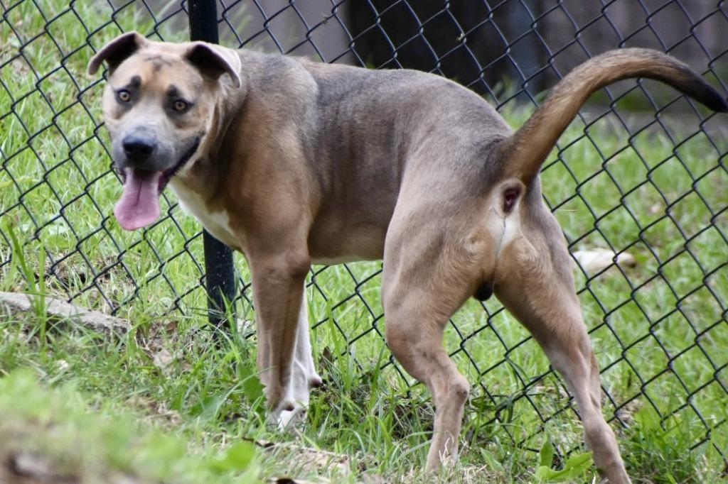 Enlarge Marco, a Adoptable mixed breed in Sherwood, AR image 3/6