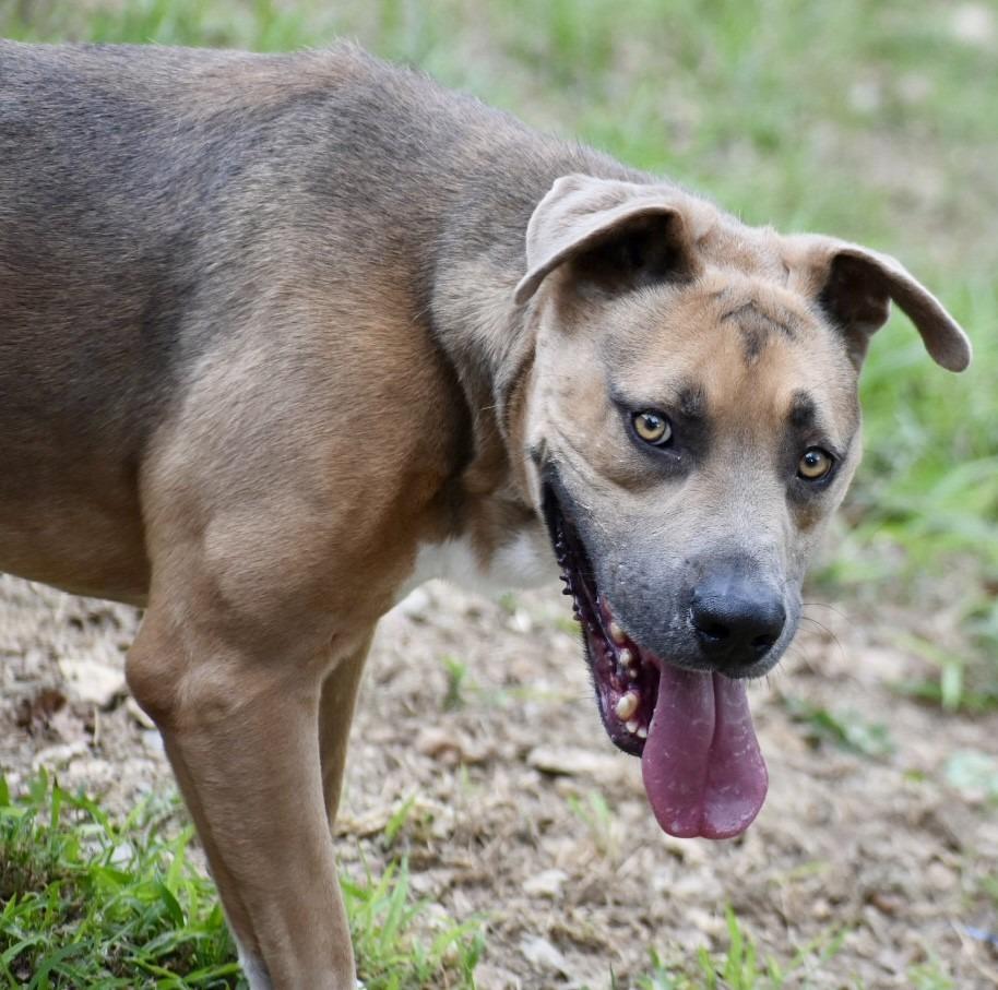 Enlarge Marco, a Adoptable mixed breed in Sherwood, AR image 5/6