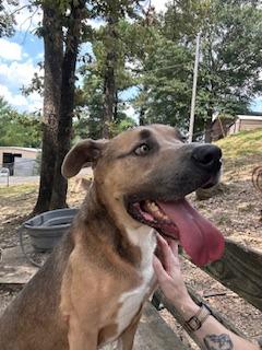 Enlarge Marco, a Adoptable mixed breed in Sherwood, AR image 6/6