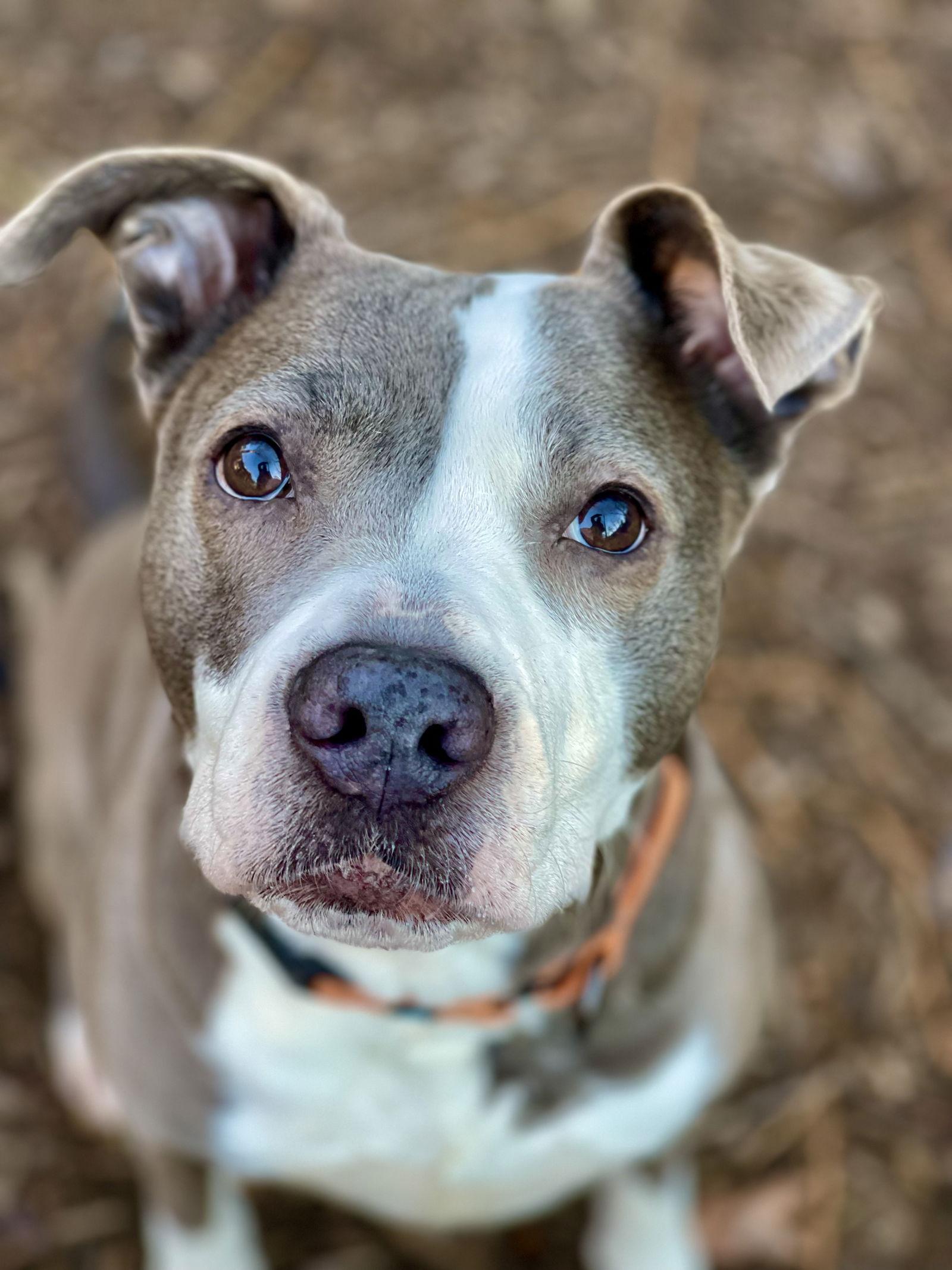 Enlarge Eva, a Adoptable Terrier in Blackwood, NJ image 1/3