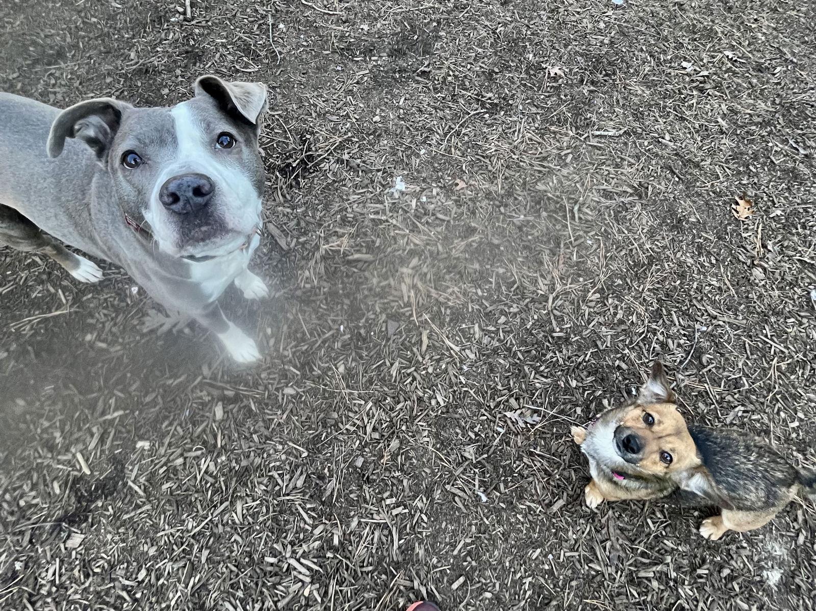 Enlarge Eva, a Adoptable Terrier in Blackwood, NJ image 2/3