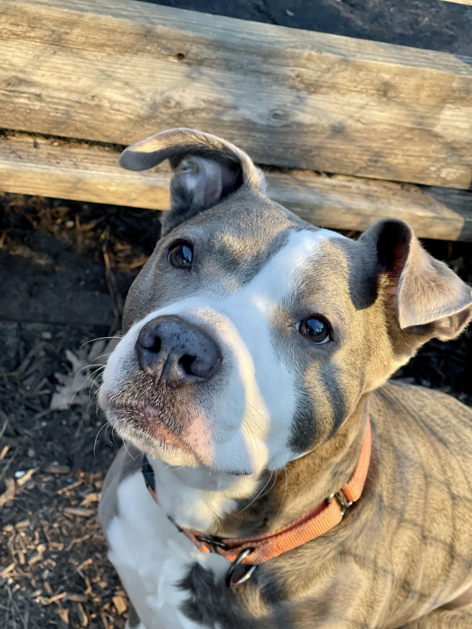 Enlarge Eva, a Adoptable Terrier in Blackwood, NJ image 3/3