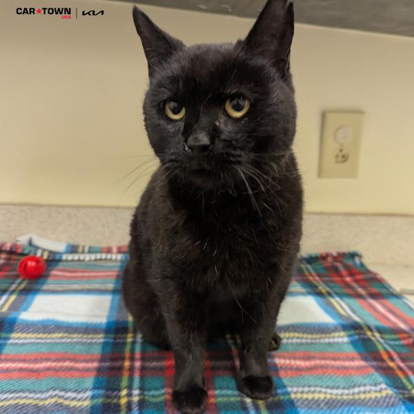 Annie, Adoptable, Senior Female Domestic Short Hair.