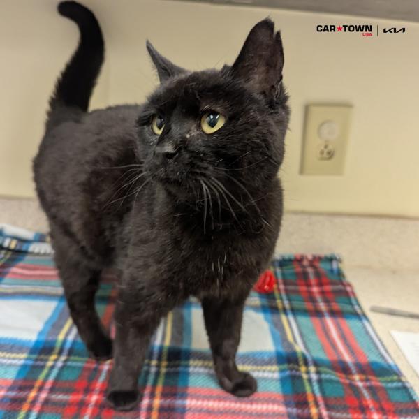 Enlarge Annie, a Adoptable mixed breed in Lexington, KY image 2/2