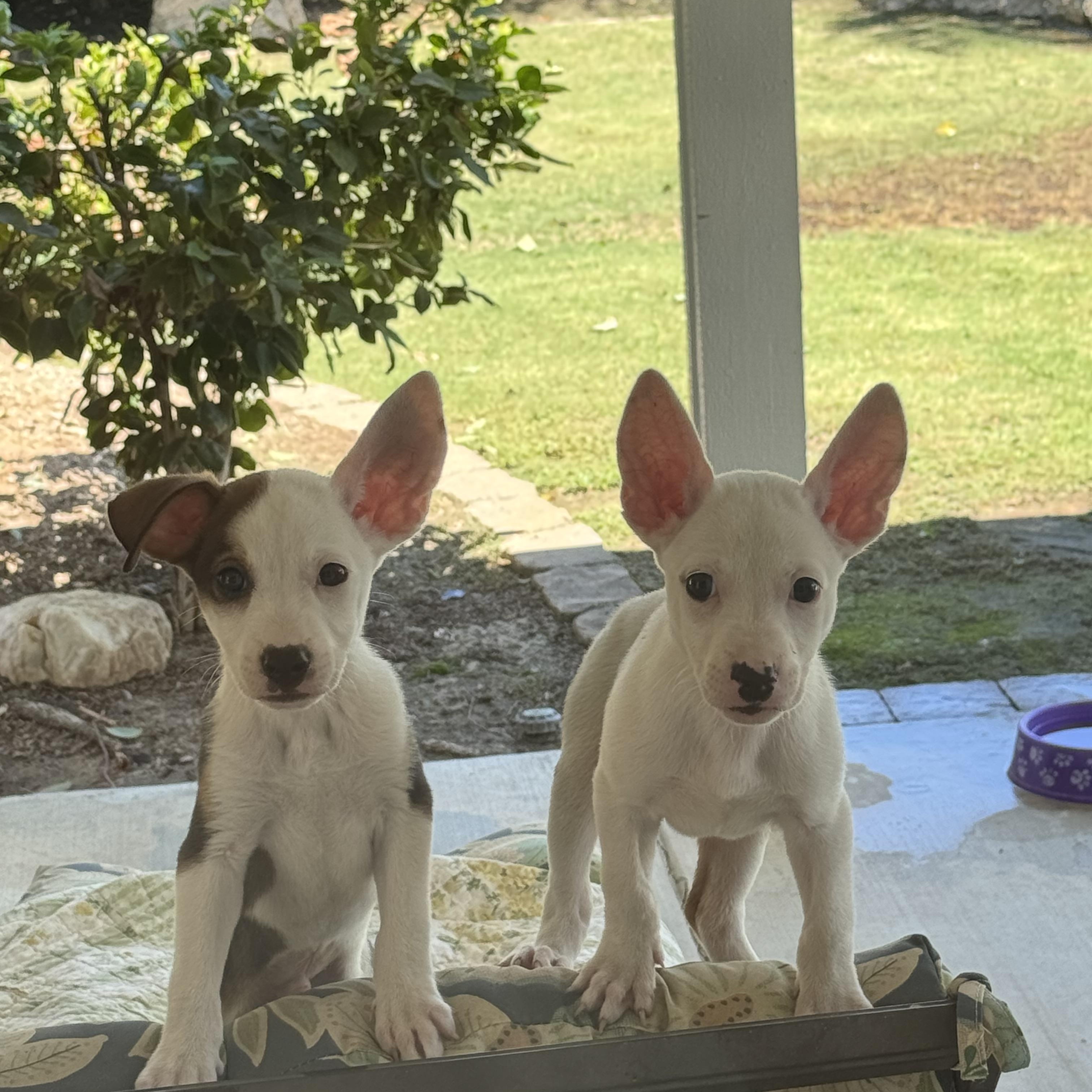 Tino and Tiko, ADOPTABLE, Puppy Male Jack Russell Terrier & Terrier.