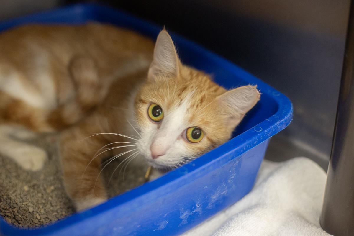 Peekaboo, Adoptable, Adult Female Domestic Short Hair & Tabby.