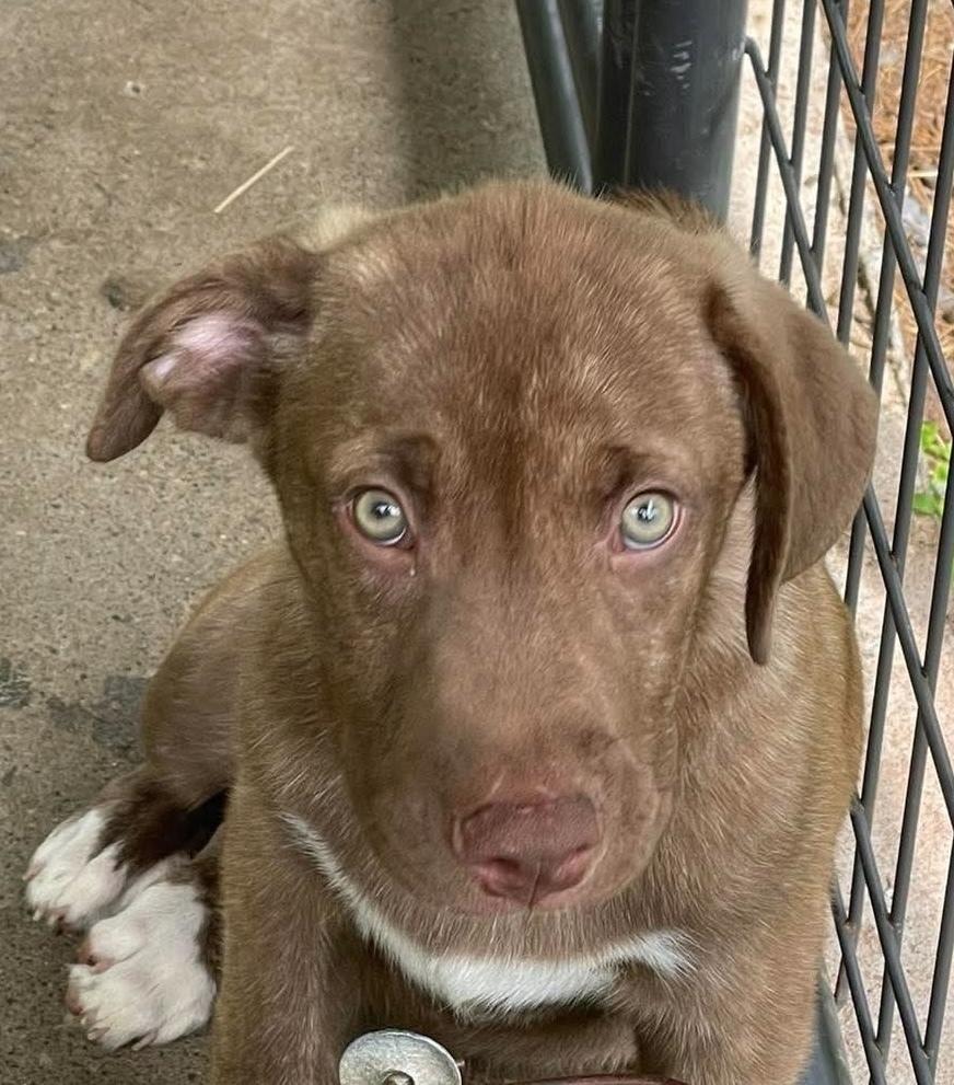 Puffy, Adoptable, Puppy Male Mixed Breed.
