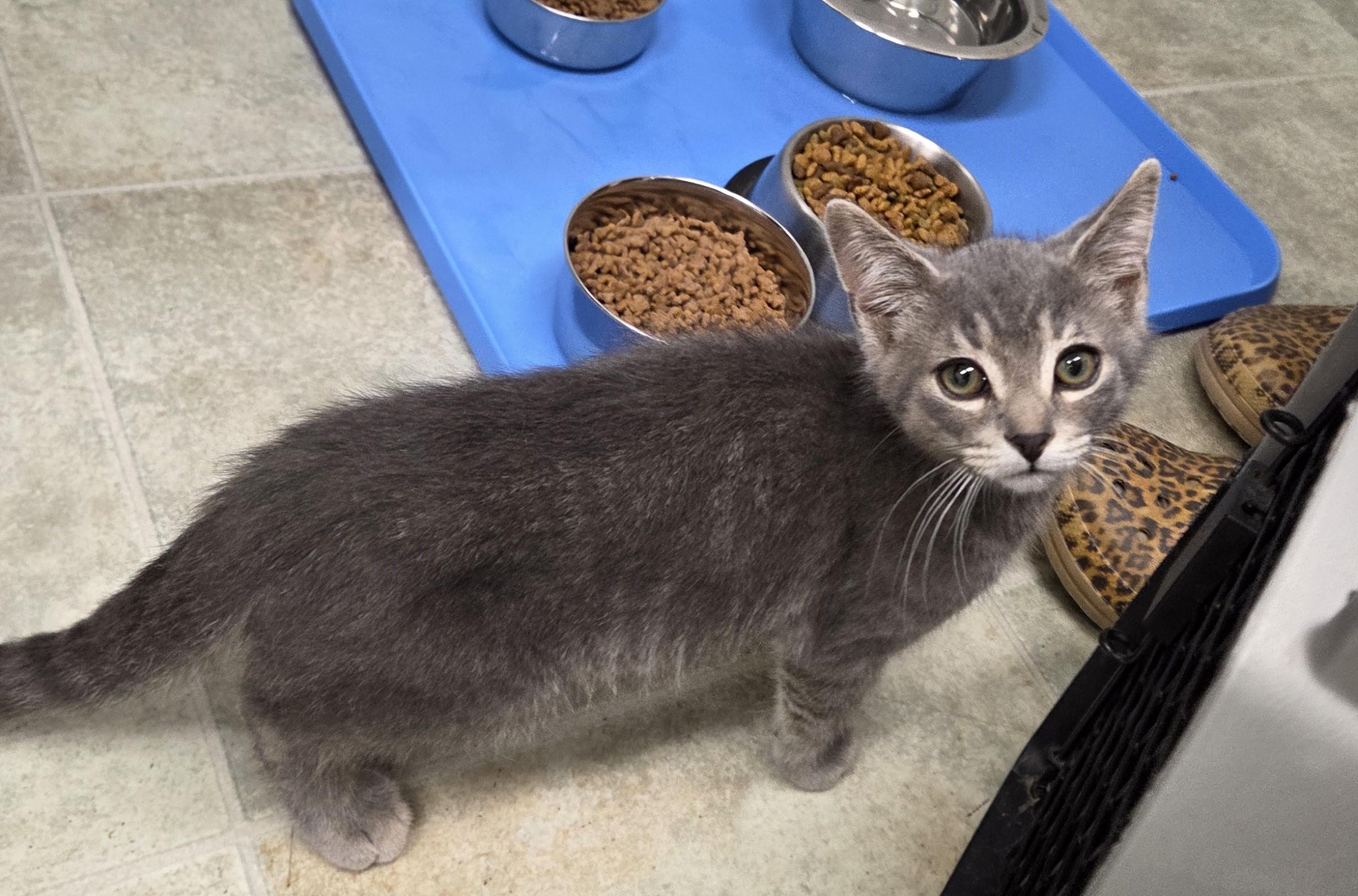 Dorito, a ADOPTABLE mixed breed in Carsonville, MI image 2/3