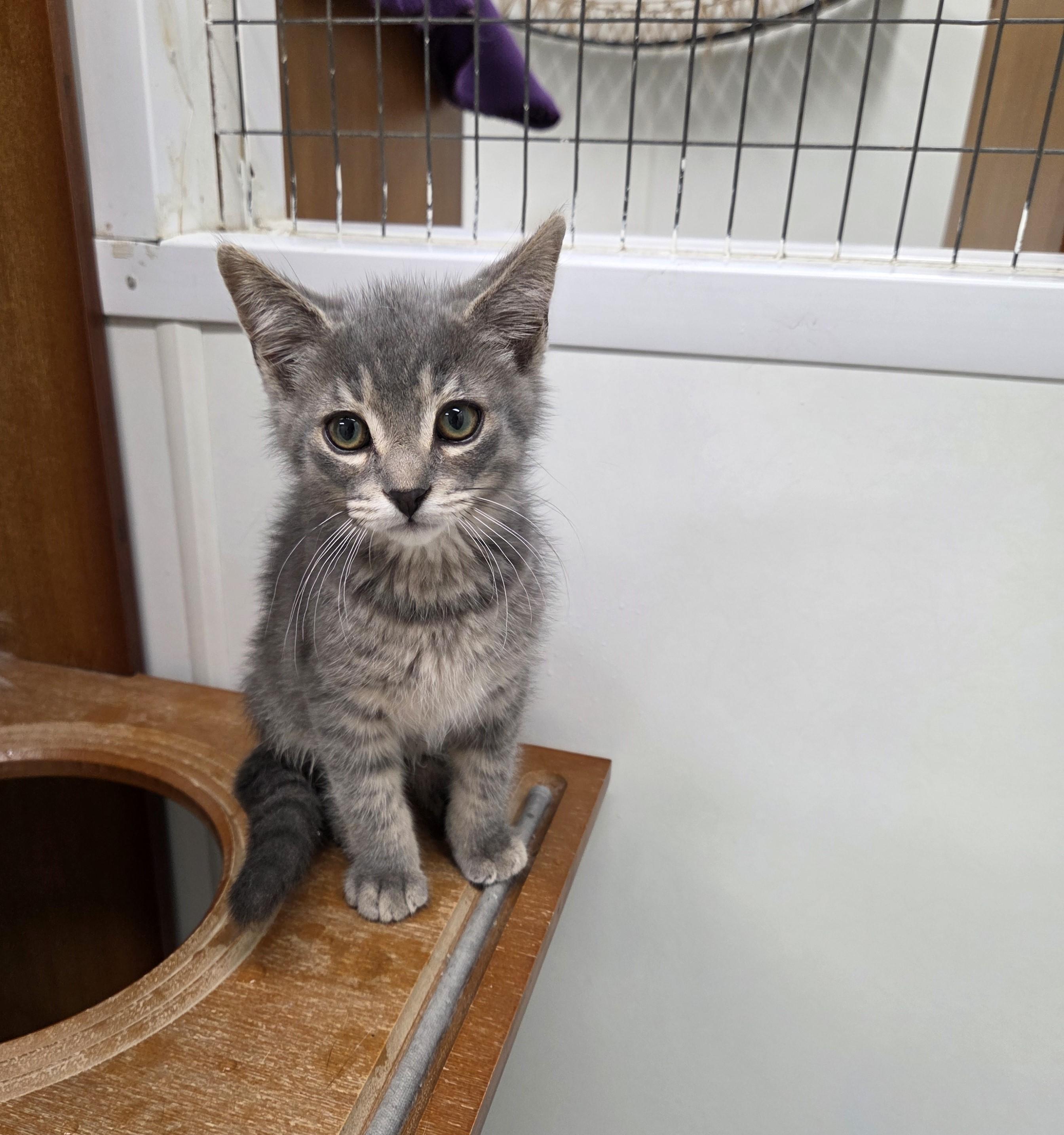 Dorito, ADOPTABLE, Kitten Male Domestic Short Hair.