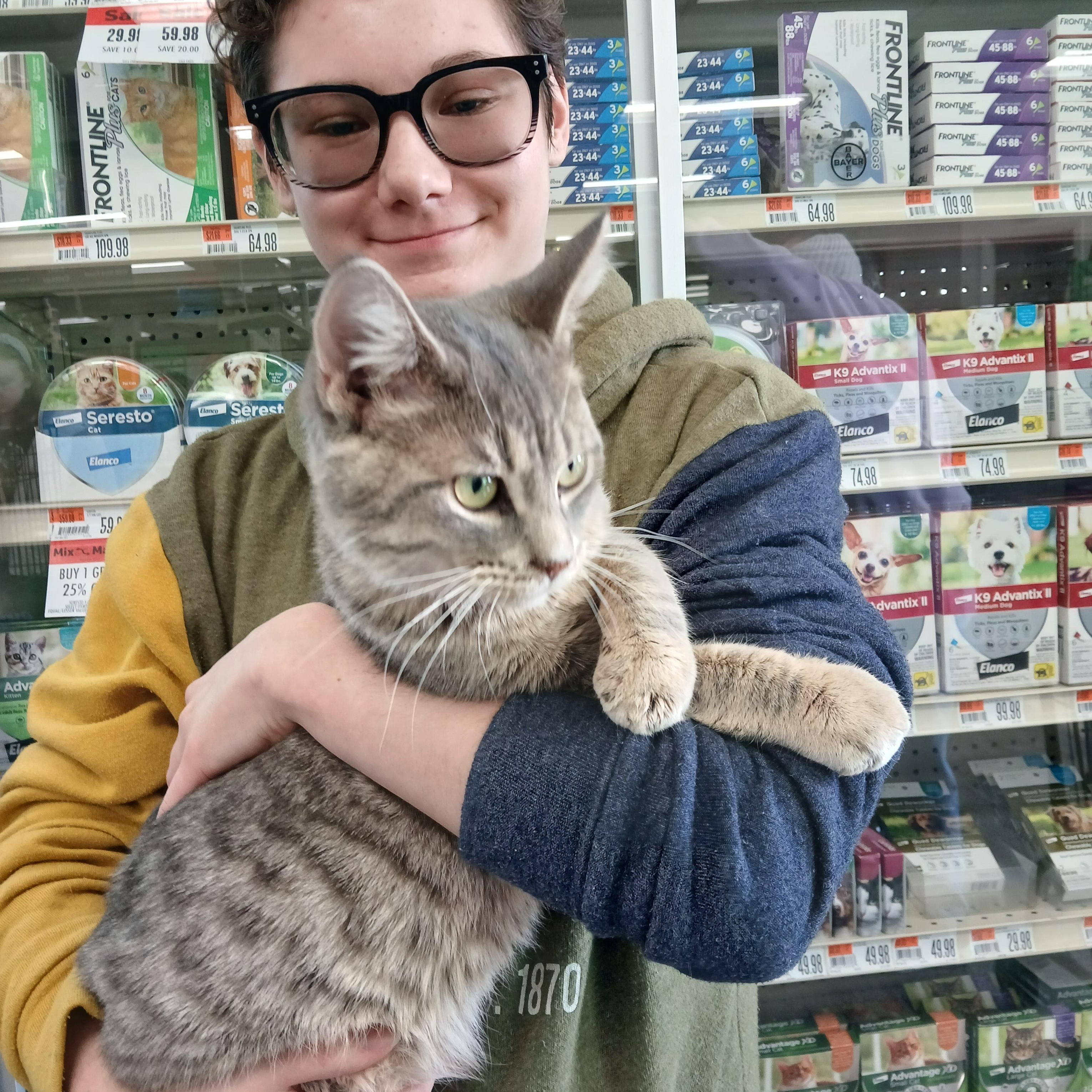 Enlarge Springport Spartacus , an adopted Domestic Short Hair in Eaton Rapids, MI image 6/6