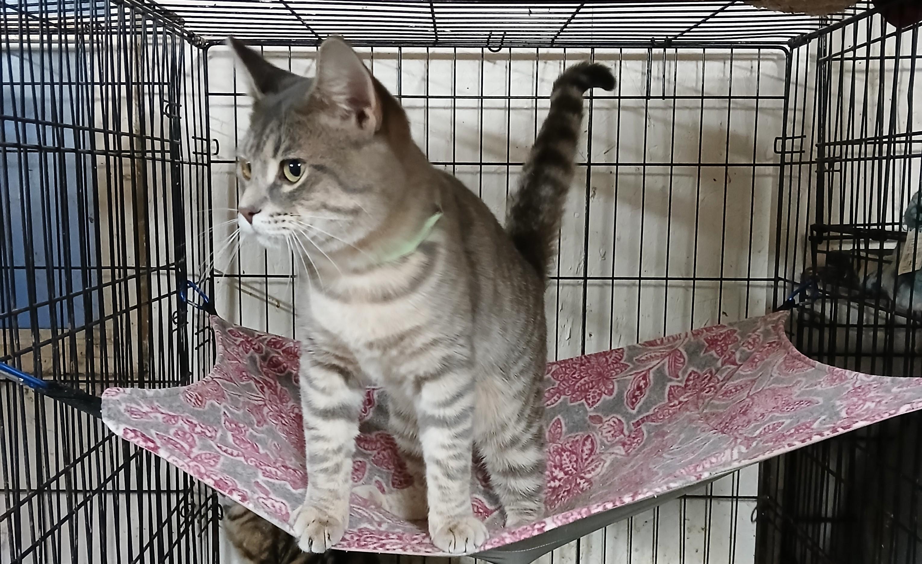 Enlarge Springport Spartacus , an adoptable Domestic Short Hair in Eaton Rapids, MI image 3/5