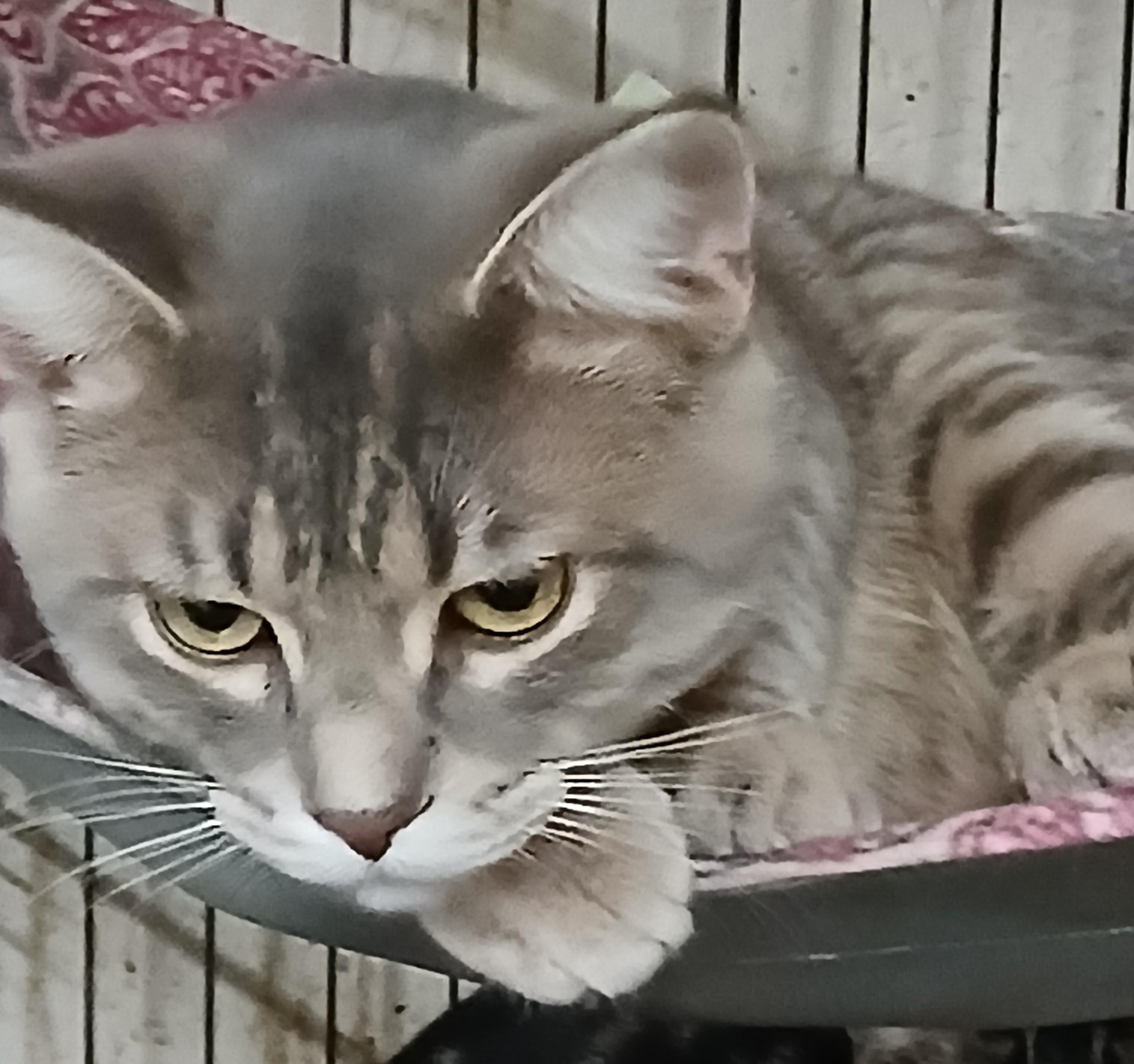 Springport Spartacus , adoptable, Kitten Male Domestic Short Hair.