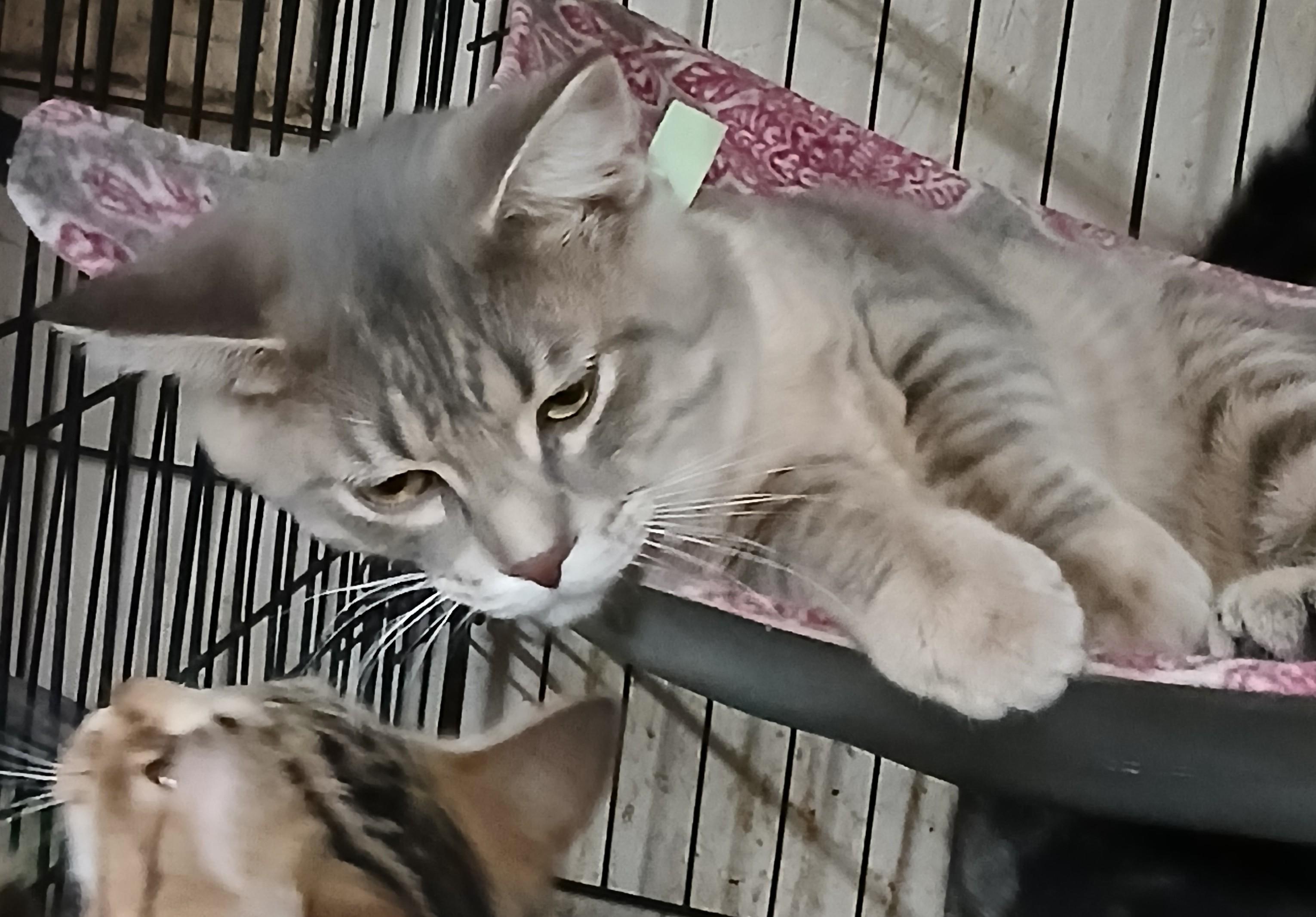 Enlarge Springport Spartacus , an adoptable Domestic Short Hair in Eaton Rapids, MI image 2/5