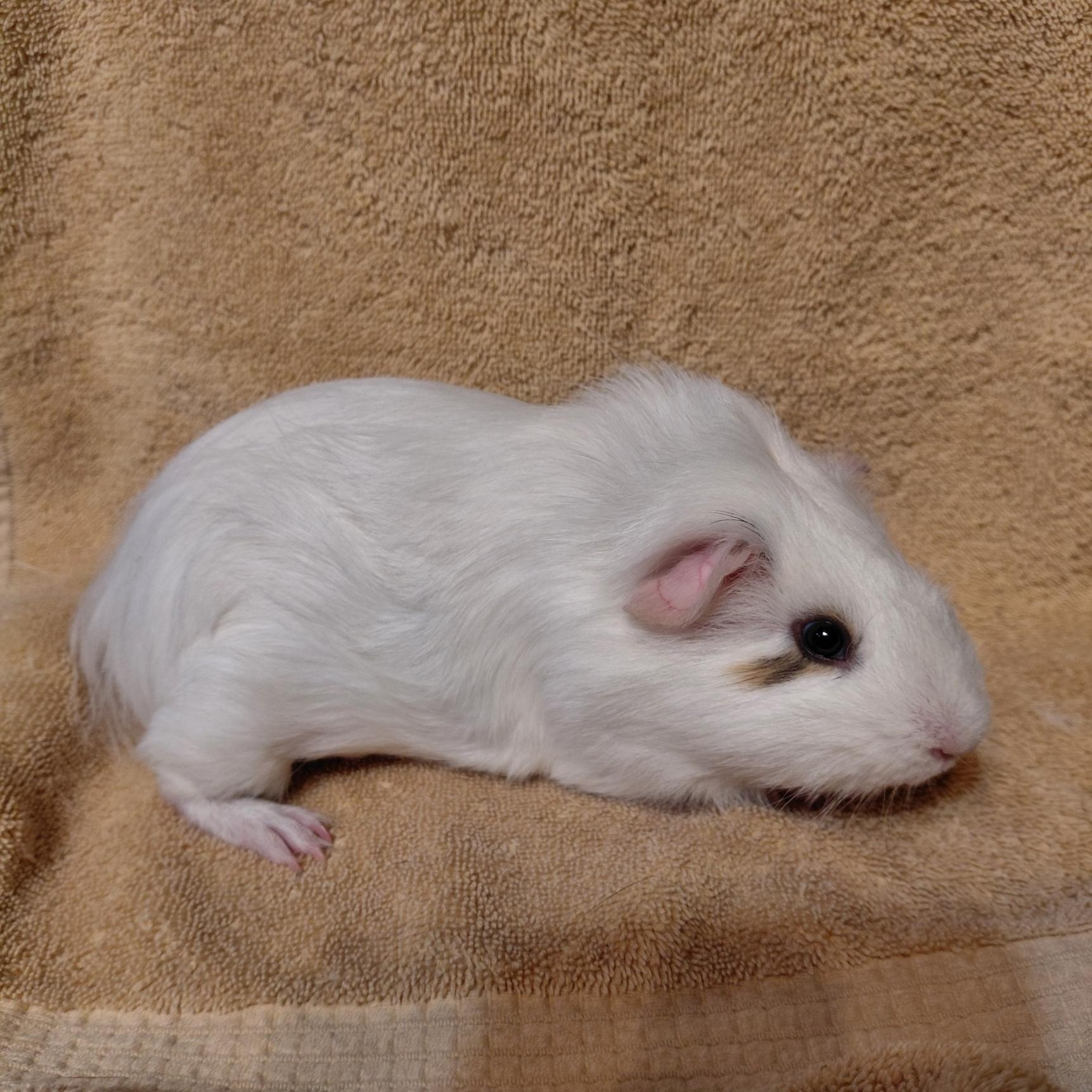 Enlarge Mouse, an adopted Guinea Pig in Cincinnati, OH image 1/1