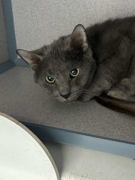 Enlarge Scribble, a Adoptable mixed breed in Skillman, NJ image 2/3