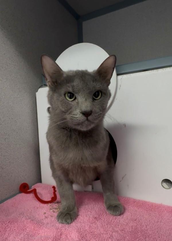 Scribble, Adoptable, Adult Female Domestic Short Hair.