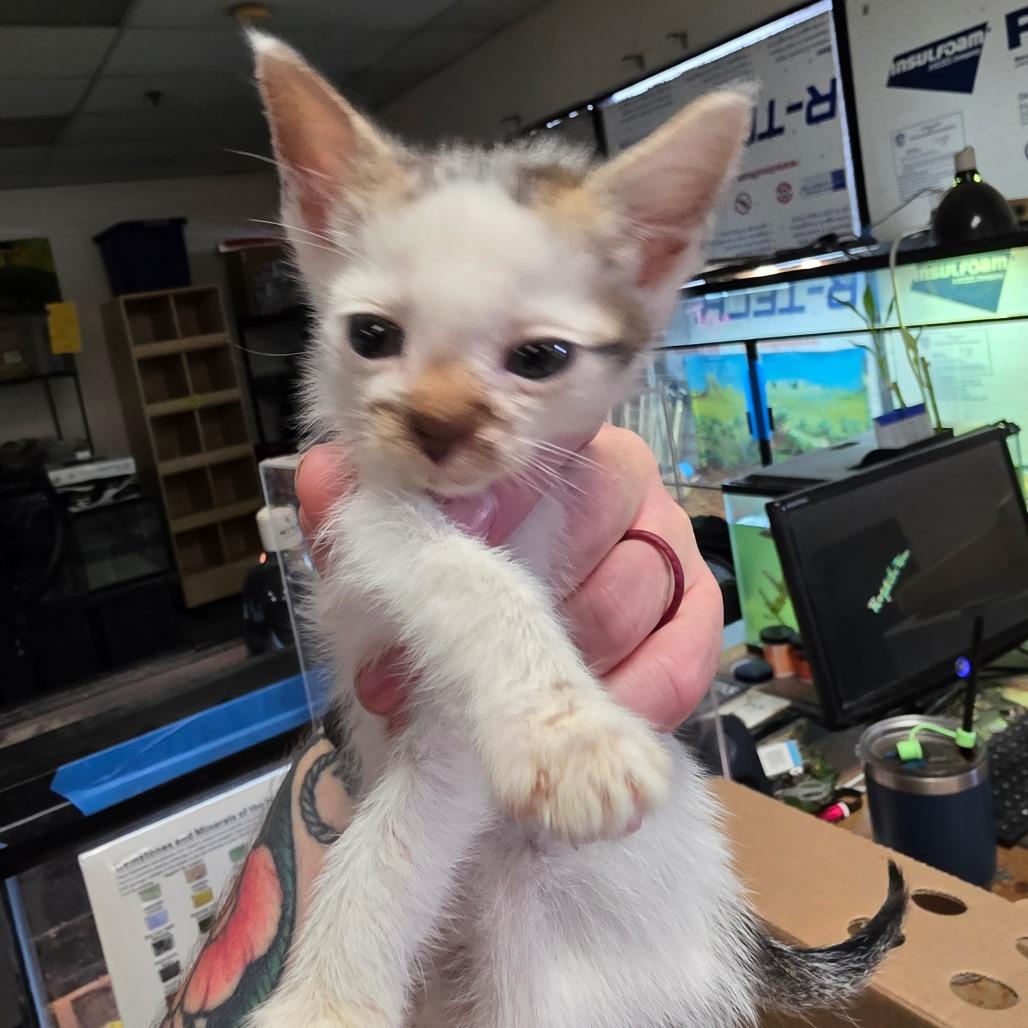 Iza, Adoptable, Kitten Male Domestic Short Hair.