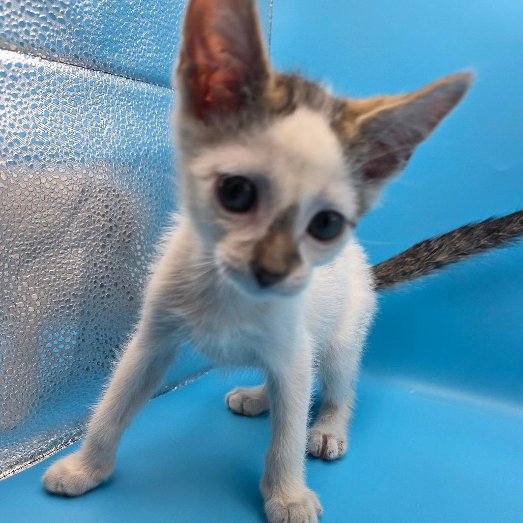 Enlarge Iza, a Adoptable Domestic Short Hair in Escondido, CA image 2/6
