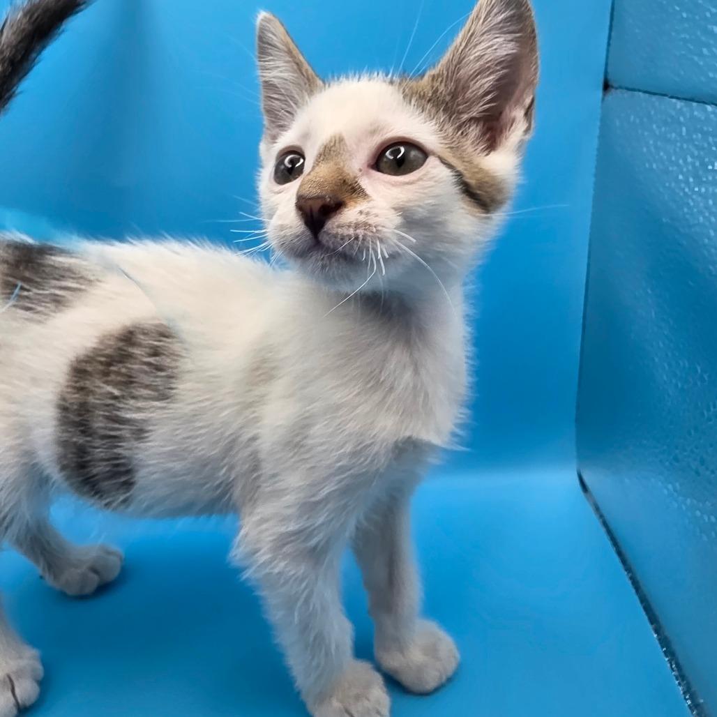 Enlarge Iza, a Adoptable Domestic Short Hair in Escondido, CA image 5/6
