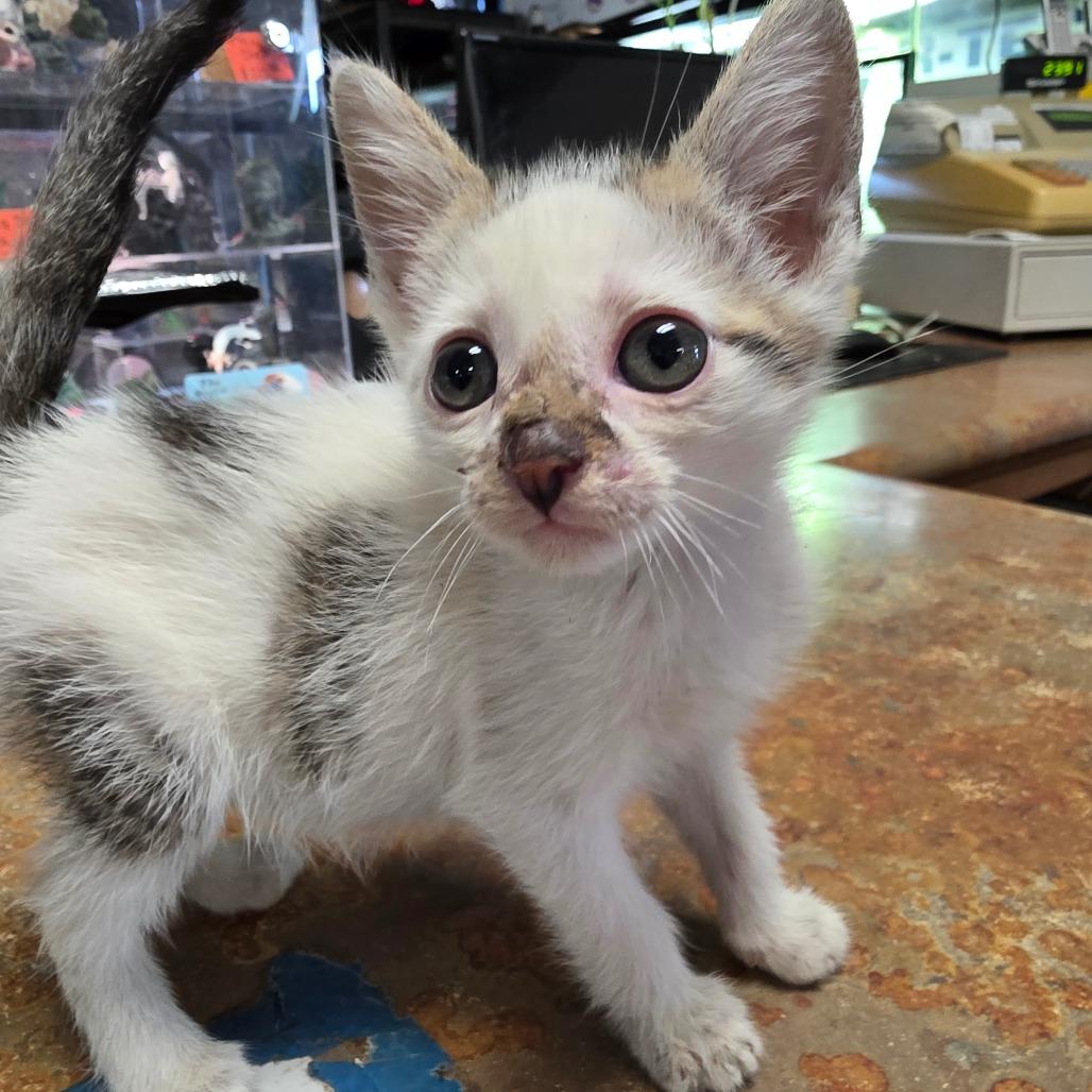 Enlarge Iza, a Adoptable Domestic Short Hair in Escondido, CA image 6/6