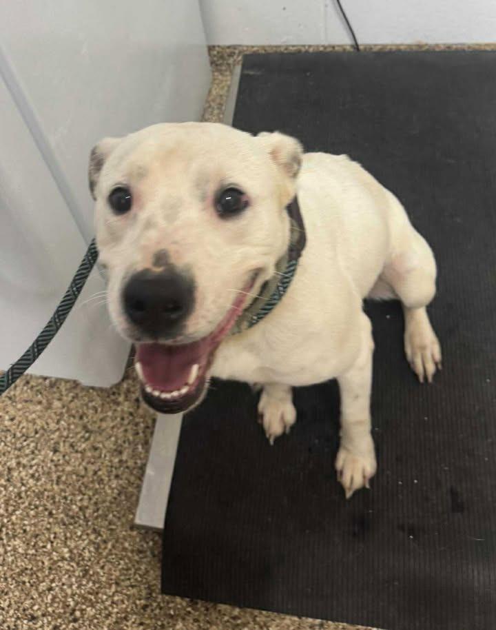 Enlarge SERENA, a Adoptable mixed breed in Hastings, MI image 1/3