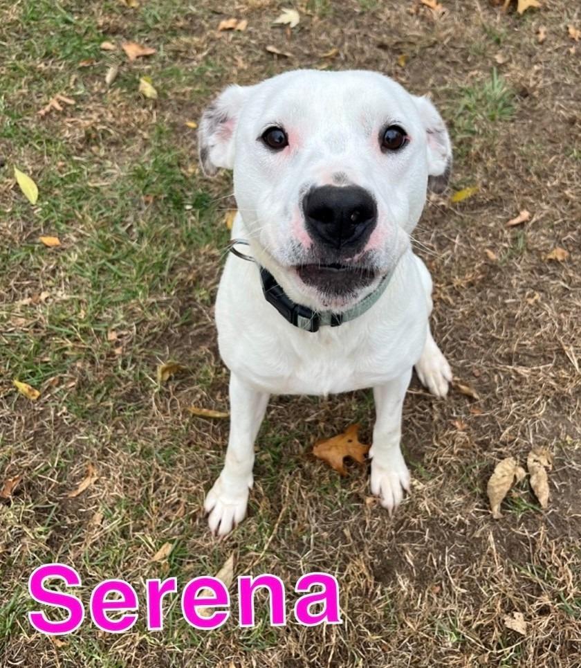 Enlarge SERENA, a Adoptable mixed breed in Hastings, MI image 2/3