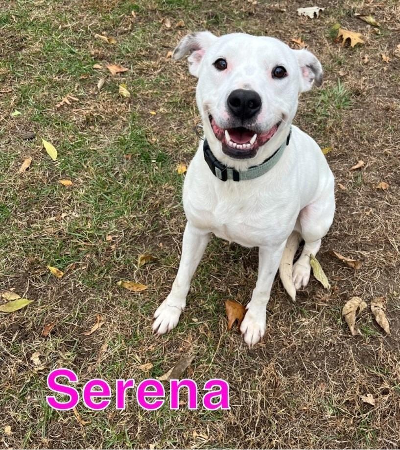 Enlarge SERENA, a Adoptable mixed breed in Hastings, MI image 3/3