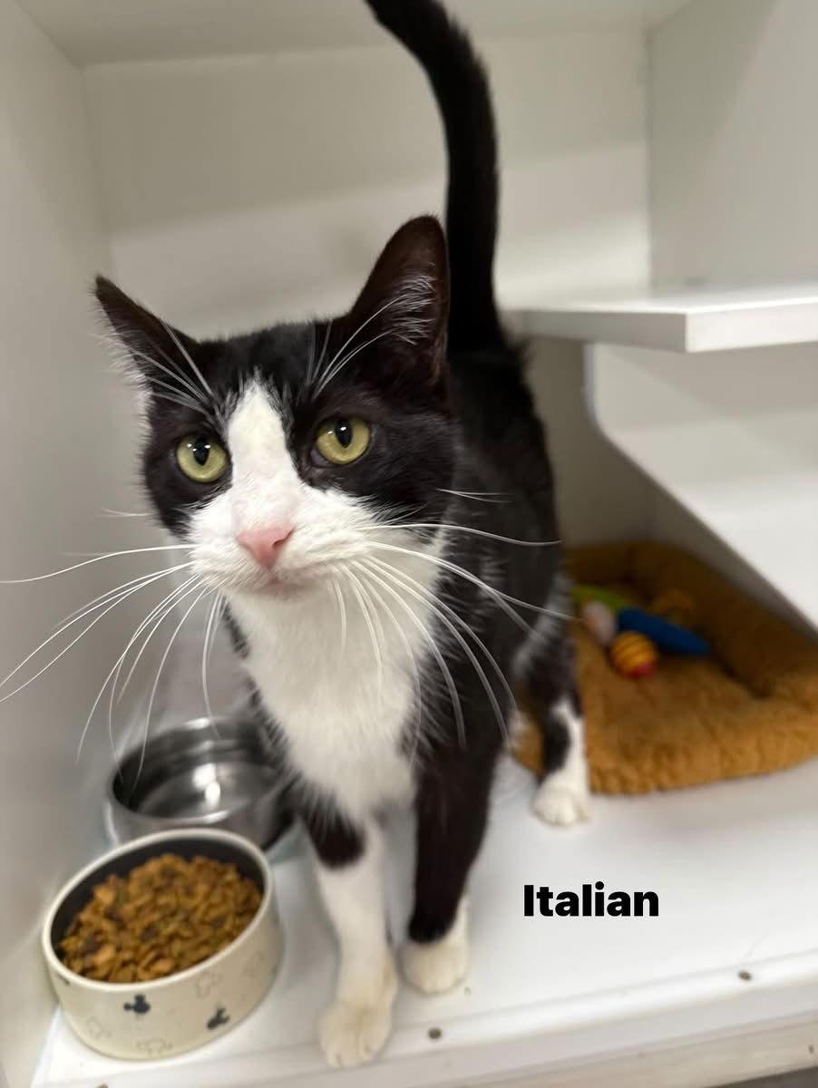 Enlarge Italian Yo, a Adoptable Domestic Short Hair in Satellite Beach, FL image 1/2