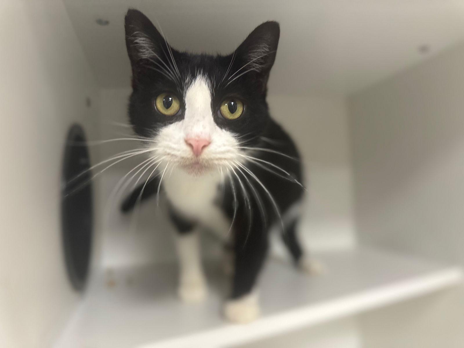 Enlarge Italian Yo, a Adoptable Domestic Short Hair in Satellite Beach, FL image 2/2