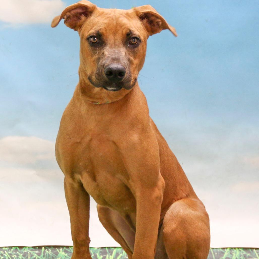 Enlarge Ava/Zoe, a Adoptable mixed breed in Casa Grande, AZ image 2/2