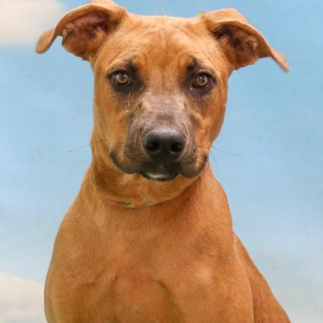 Enlarge Ava/Zoe, a Adoptable mixed breed in Casa Grande, AZ image 1/2
