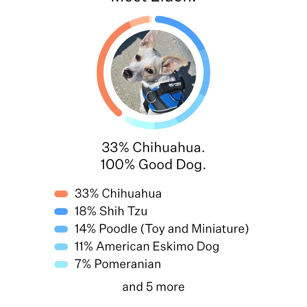 Eldon, Adoptable, Young Male Chihuahua & Shih Tzu.