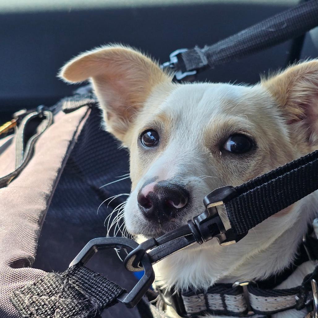 Eldon, a Adoptable mixed breed in Long Beach, CA image 2/5