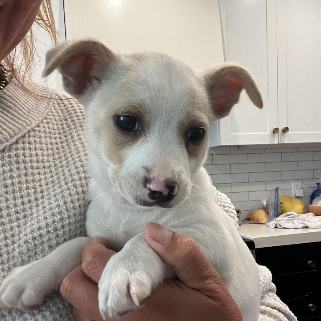 Eldon, a Adoptable mixed breed in Long Beach, CA image 3/5