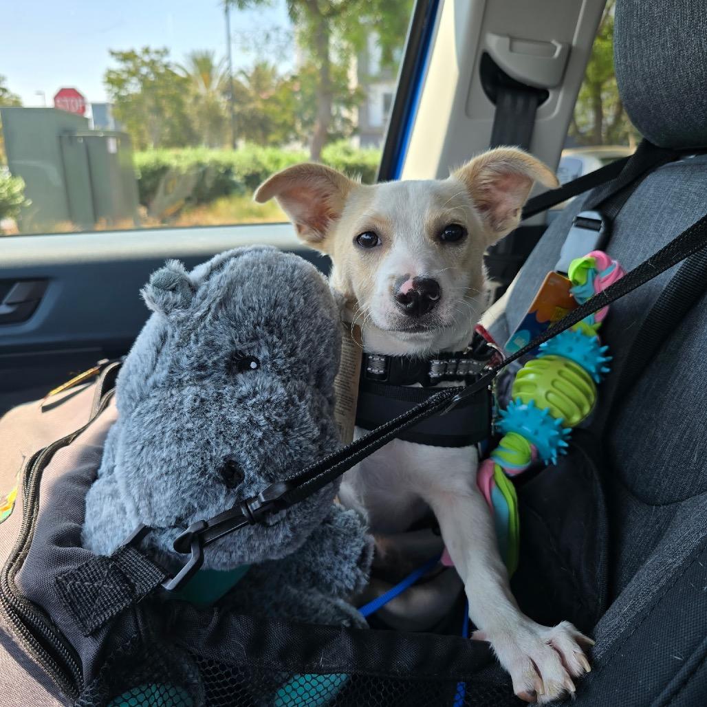 Eldon, a Adoptable mixed breed in Long Beach, CA image 5/5