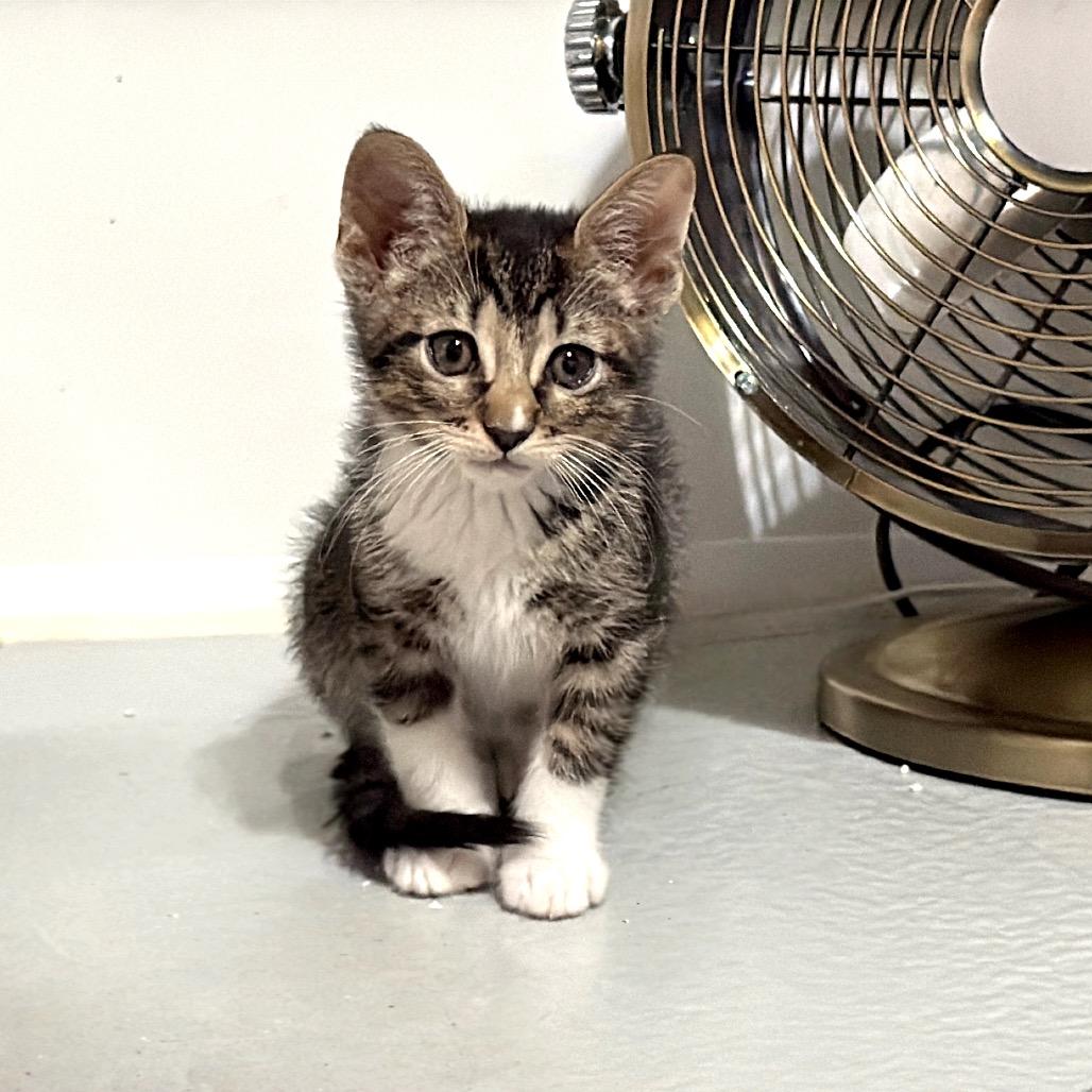 Paisley, Adoptable, Kitten Female American Shorthair & Tabby.