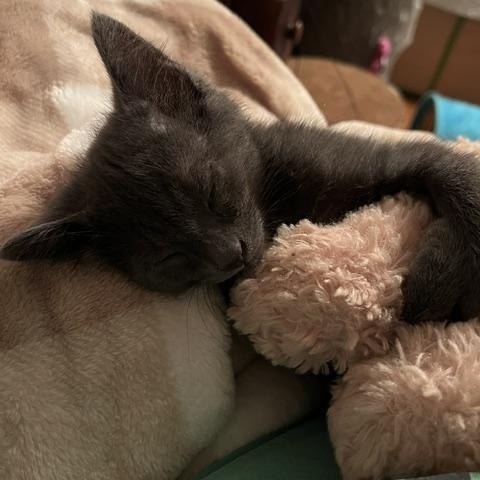 Enlarge Gumpy, a Adoptable Domestic Short Hair in Sterling Heights, MI image 2/3