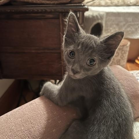 Enlarge Gumpy, a Adoptable Domestic Short Hair in Sterling Heights, MI image 3/3