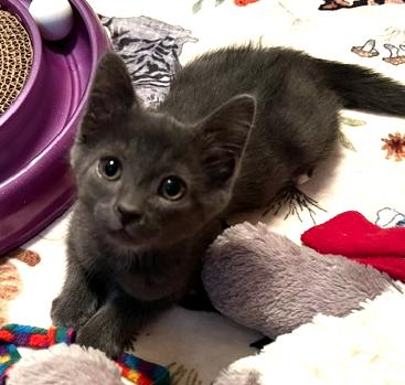 Enlarge Gumpy, a Adoptable Domestic Short Hair in Sterling Heights, MI image 1/3
